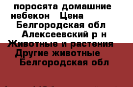 поросята домашние  небекон › Цена ­ 3 500 - Белгородская обл., Алексеевский р-н Животные и растения » Другие животные   . Белгородская обл.